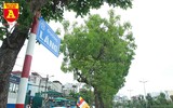 Trồng cây cảnh, phủ xanh dải phân cách ở đường Kim Mã
